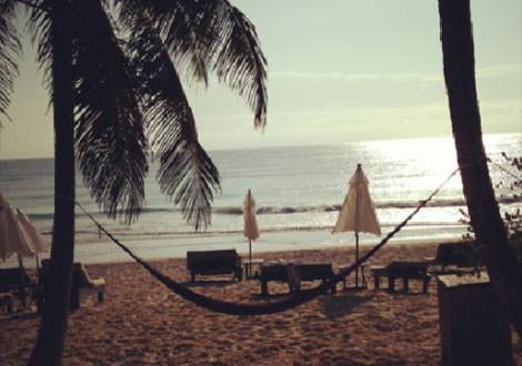 Pink Chicken | Blog Sueños de México