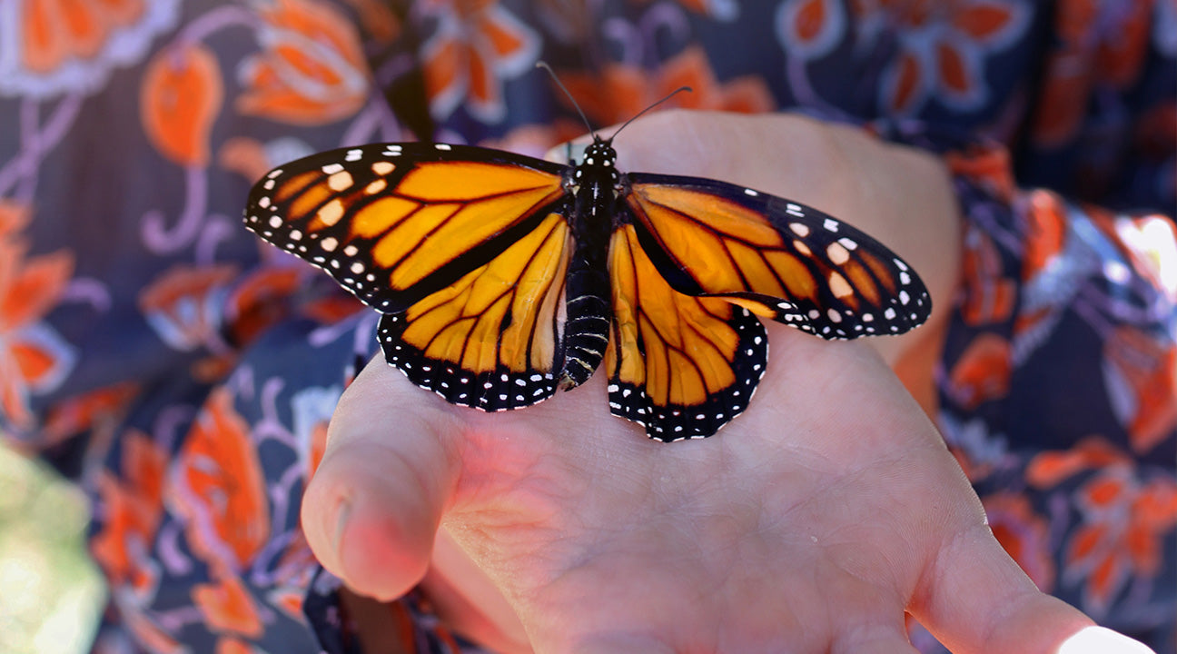 Fall Lessons with Run Wild My Child