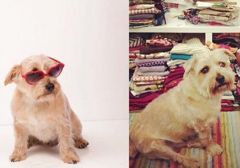 Pink Chicken | Blog Clyde Fraser - No Ordinary Dog