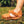 Pink Chicken Tobby Shoe - Caramel 18 